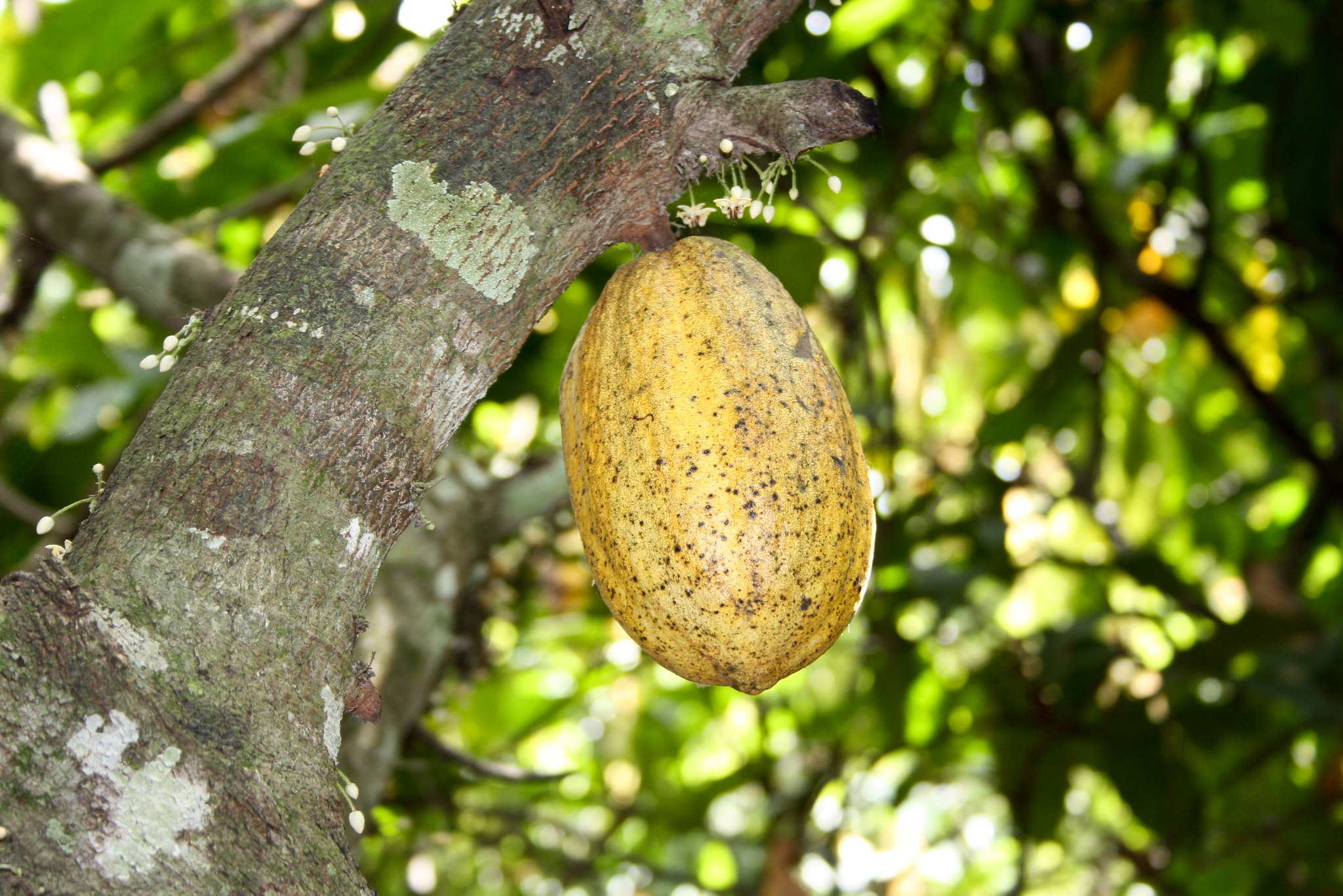 Cocoa Ghana © UTZ CERTIFIED