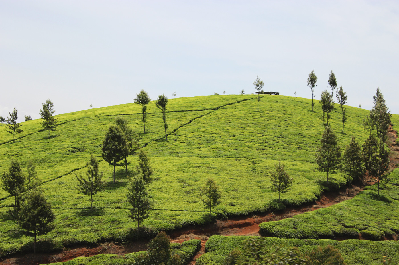 October in Nairobi © Sustainable Agriculture Network