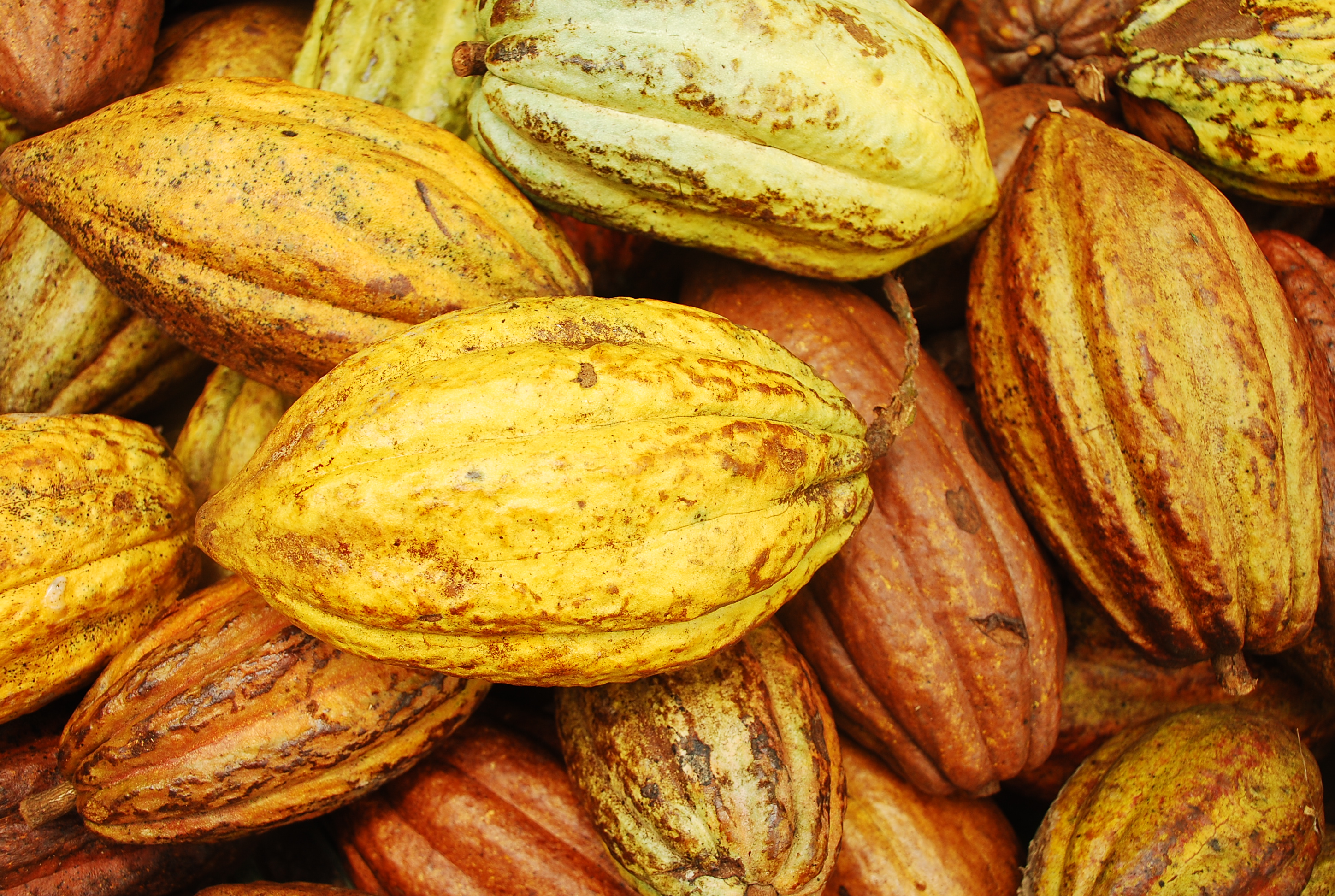 Cocoa pods, Honduras © Rainforest Alliance