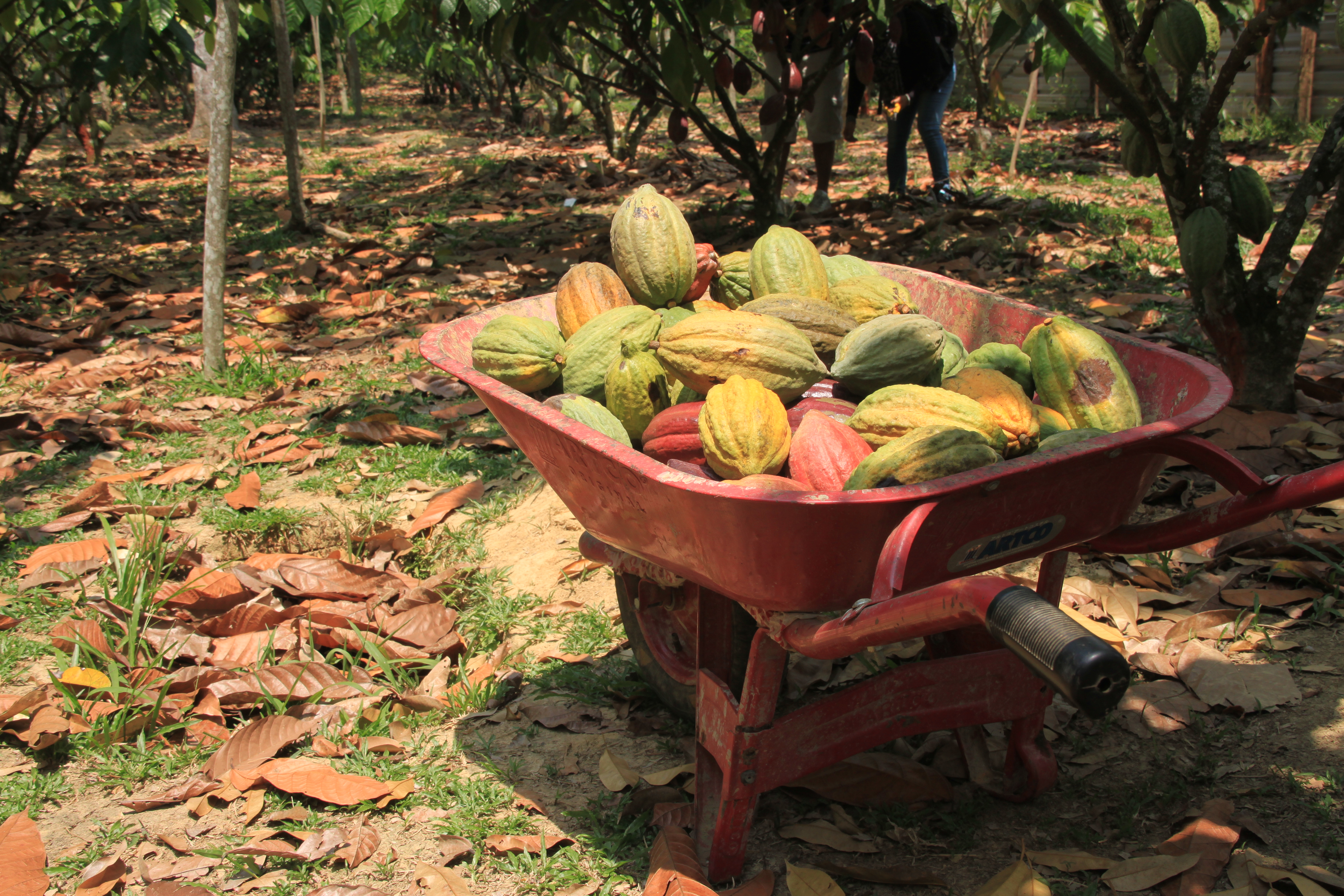 Cocoa pods, Indonesia ©  Ruben Bergsma for UTZ