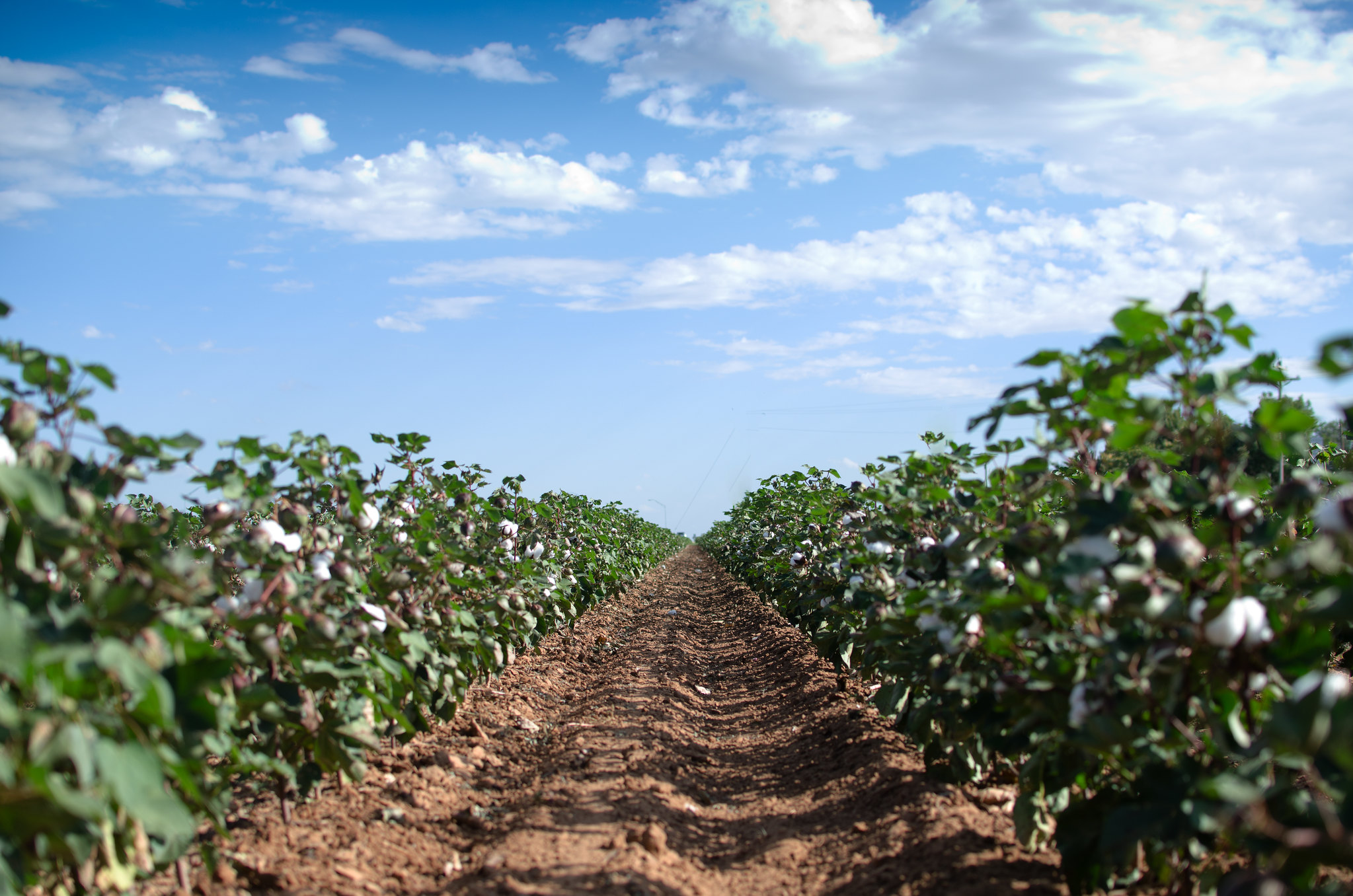 Cotton field, USA © BCI