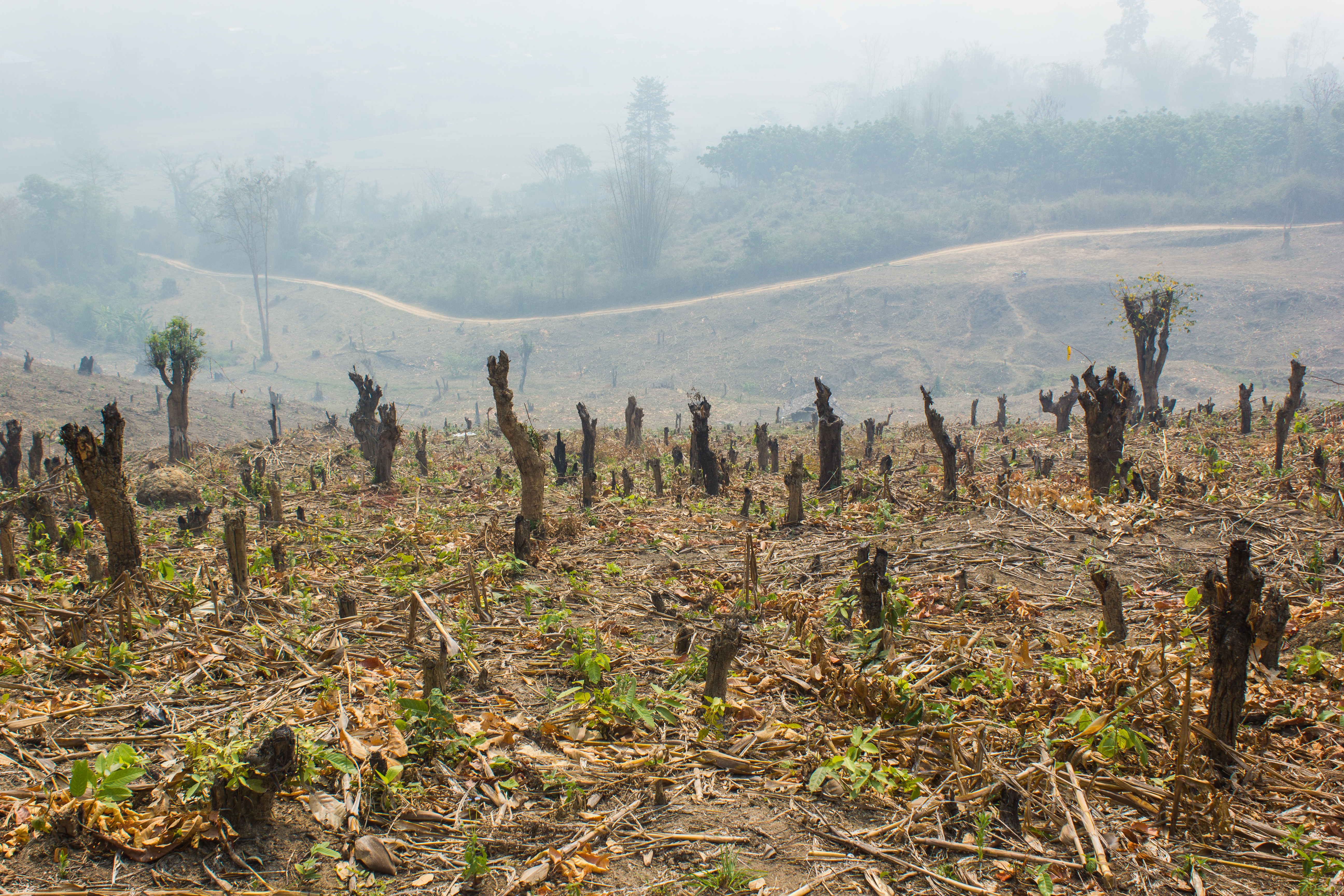 Deforested misty landscape © doidam10, Adobe stock