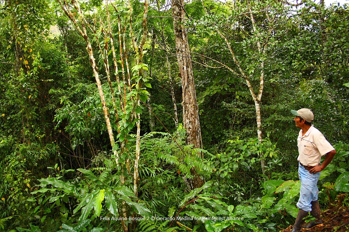 Felix Aquino-Bosque 2 © Gerardo Medina for Rainforest Alliance