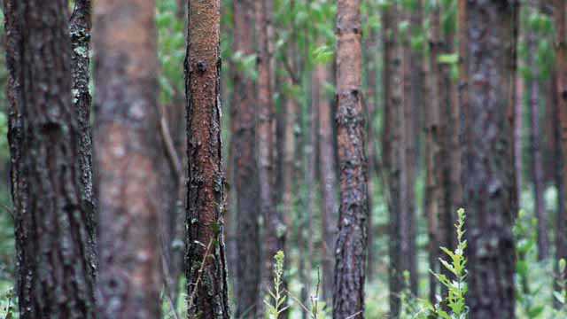 Forest 2, Mexico © Eugenio Fernández Vázquez, 2011, Rainforest Alliance