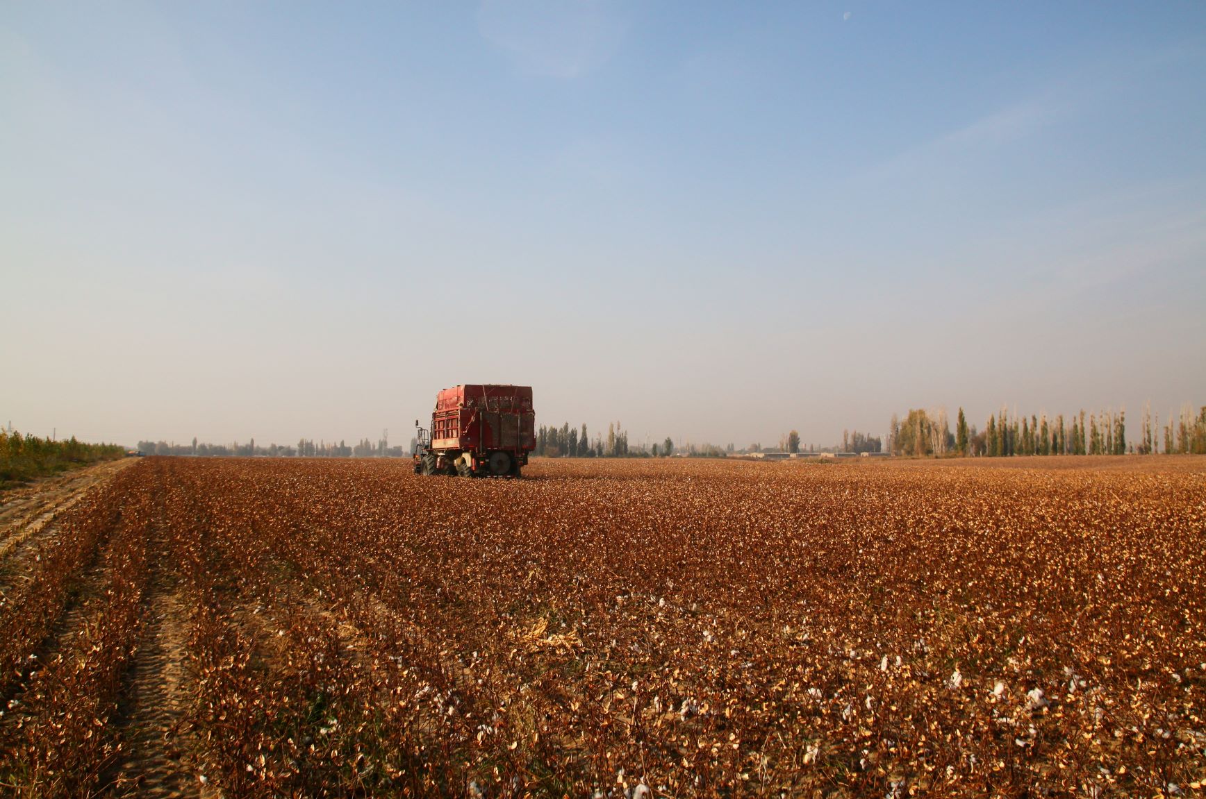 Harvesting cotton © Better Cotton (2)