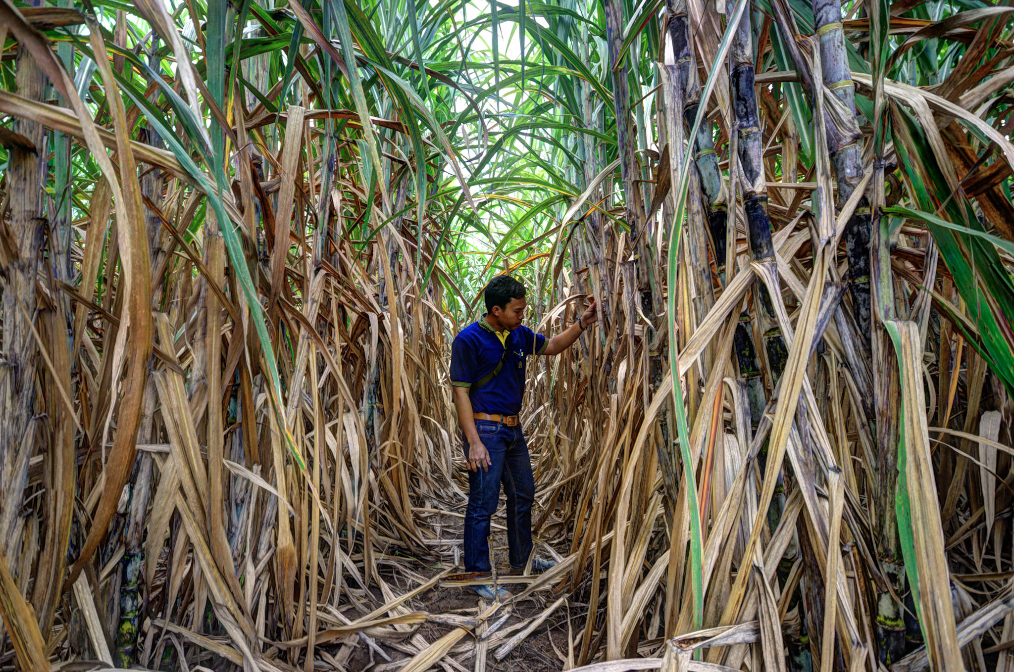 Worker in sugarcane field, Joe Woodruff © Bonsucro