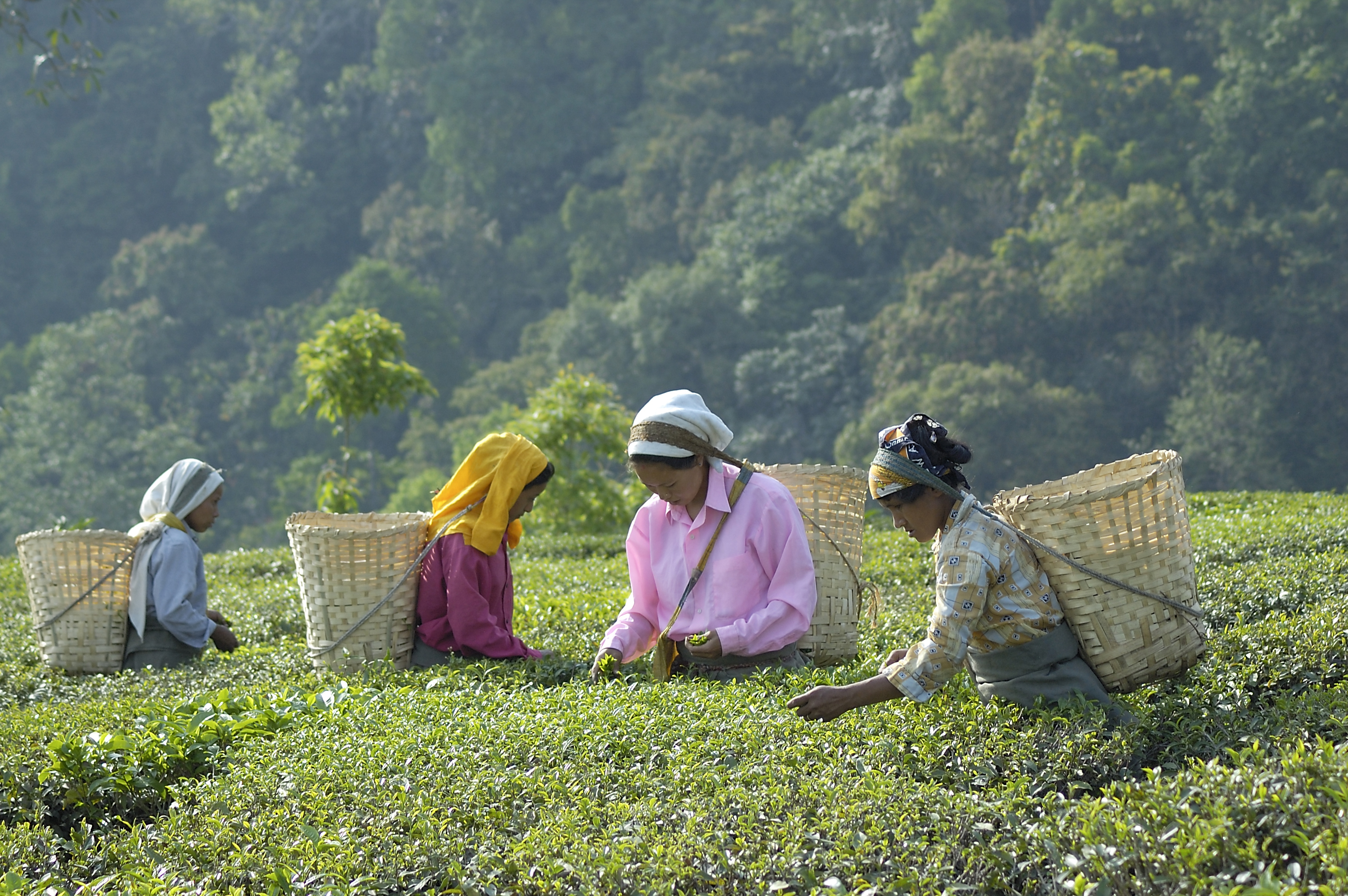 Makaibari Tea Estate, India © Didier Gentilhomme, Fairtrade International