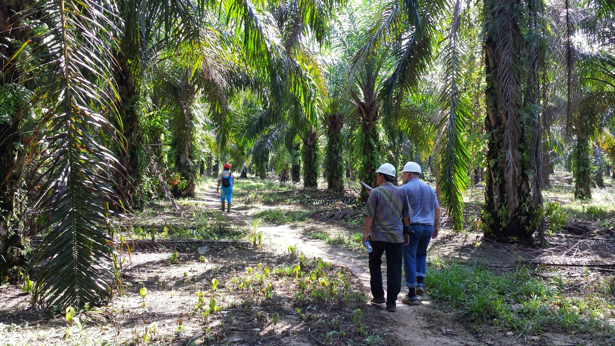 On an RSPO plantation © Garry MacInnes for ASI