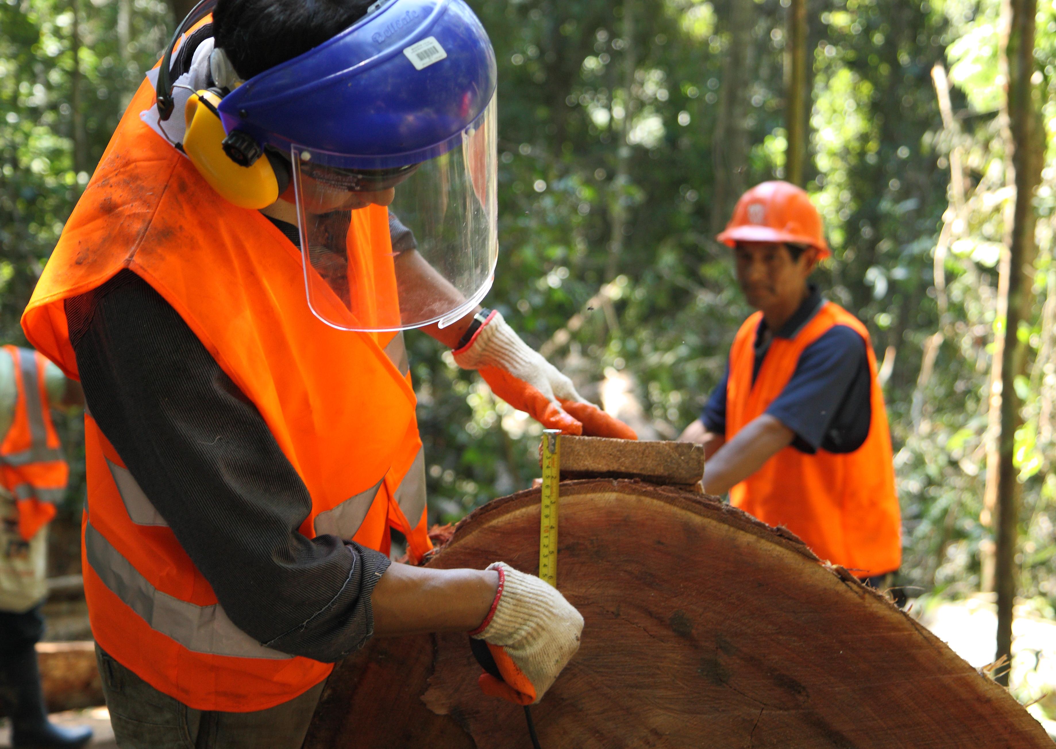 Pariamanu Native Community measuring logs, Peru © David Dudenhoefer, 2011, Rainforest Alliance