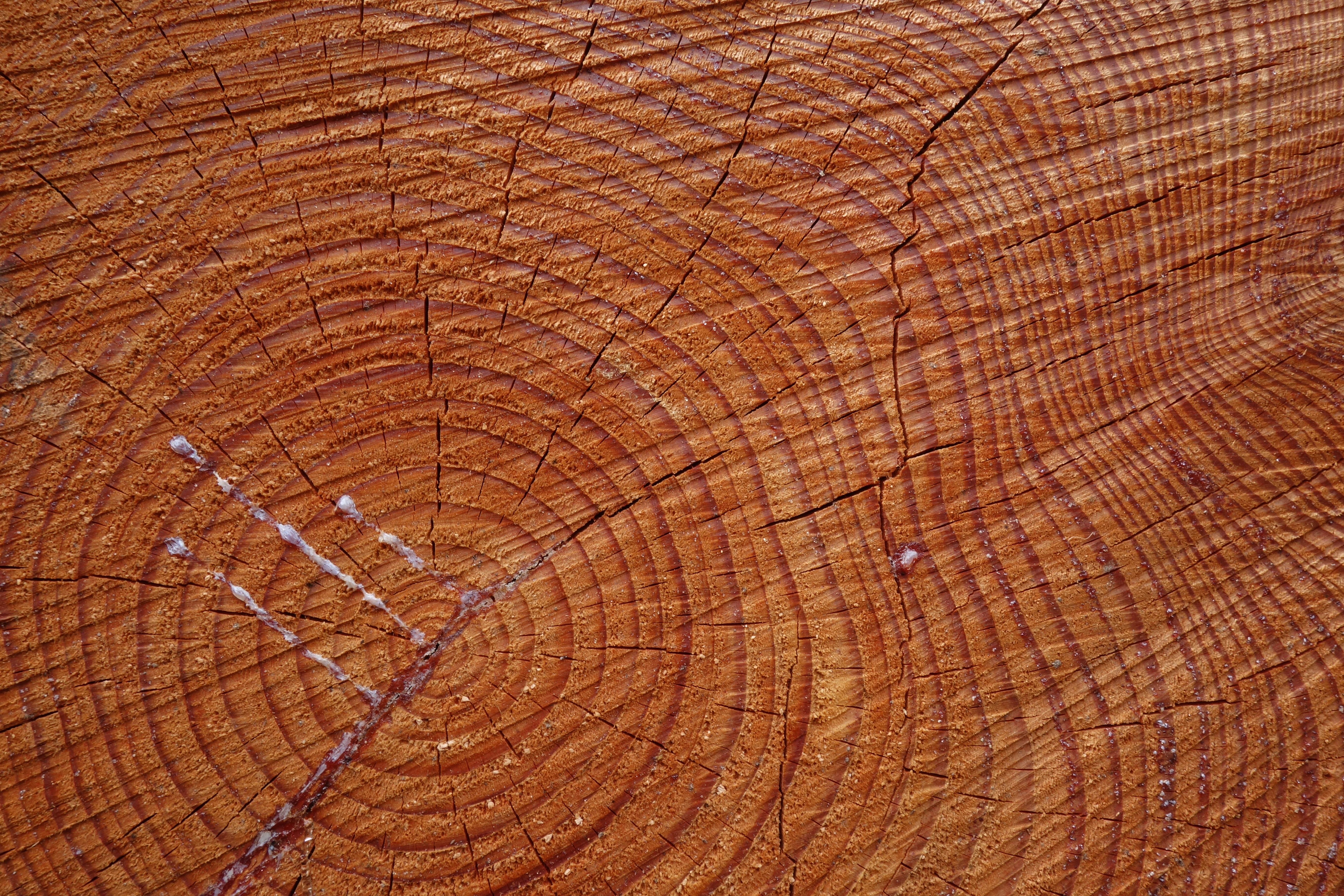 Tree rings © FSC Germany