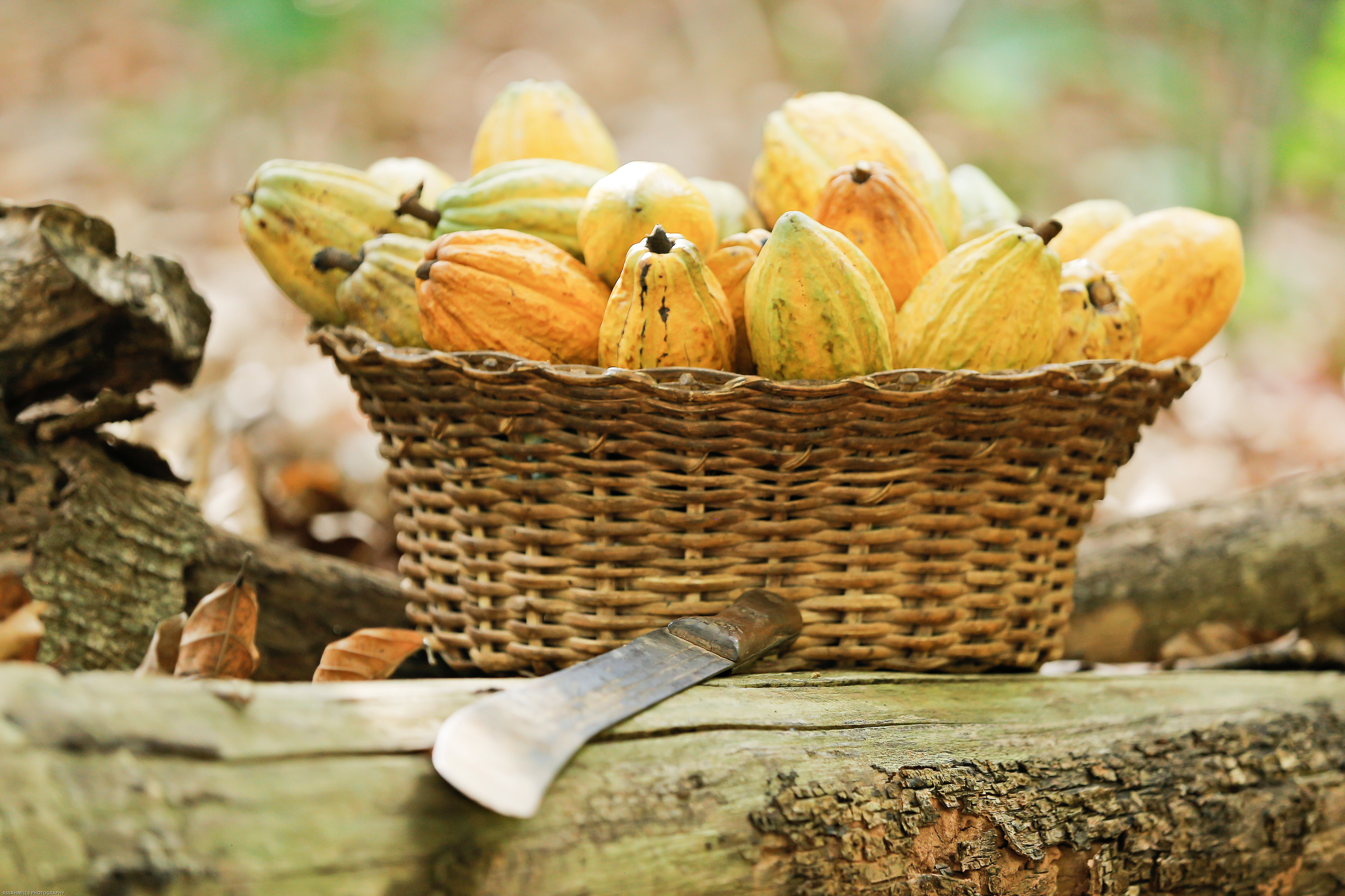 cocoa_pods_Ghana © Rainforest Alliance.