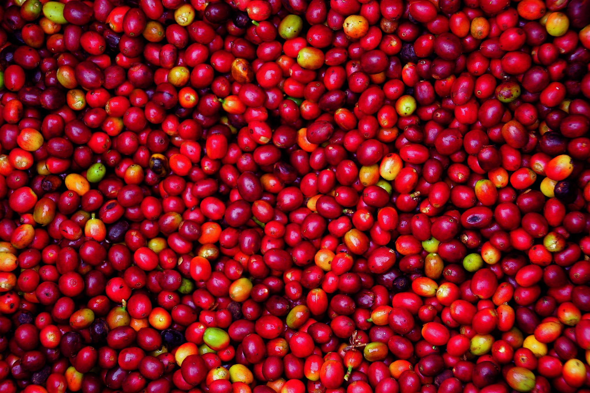 coffee cherries © David Dudenhoefer, Rainforest Alliance