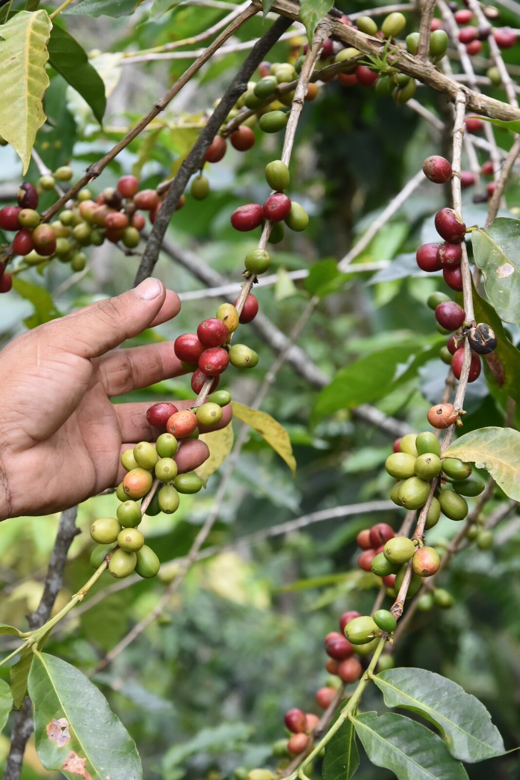 Coffee Cherries © Rainforest Alliance