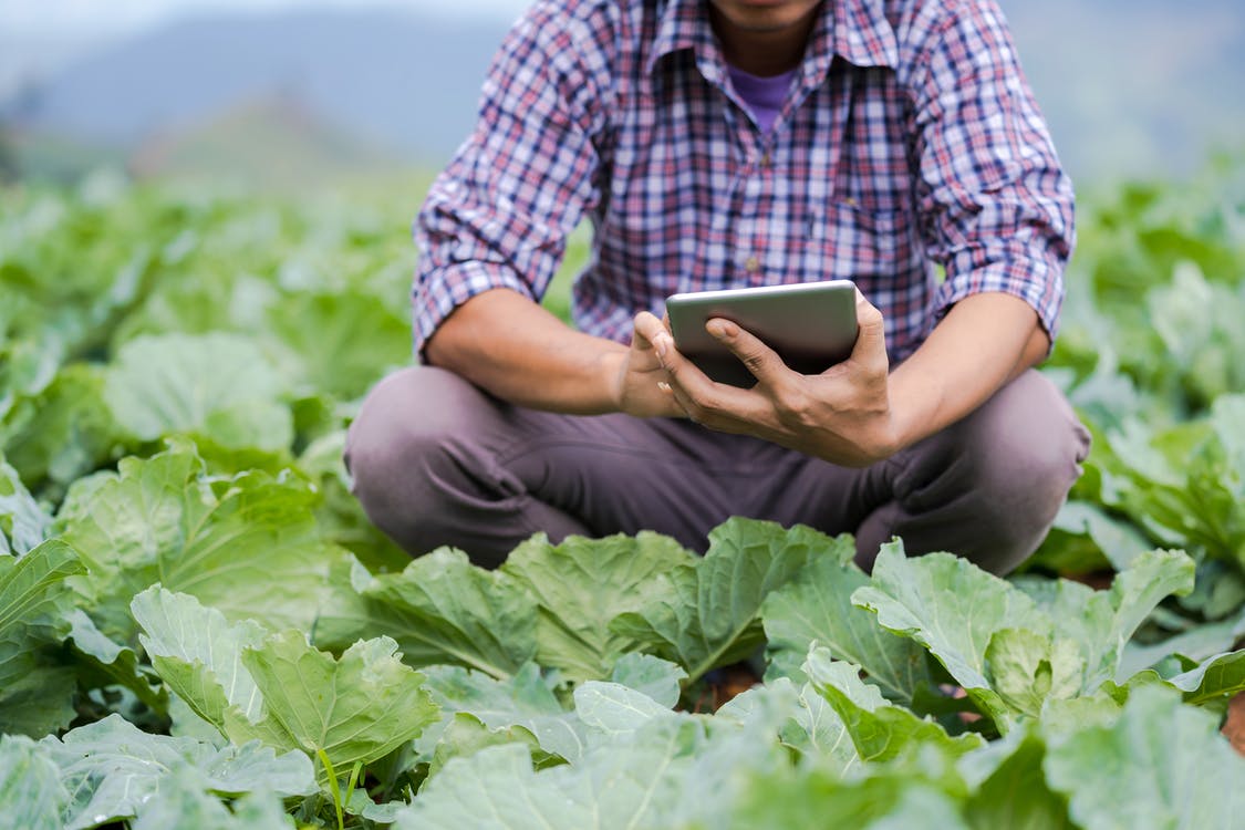 Man browsing tablet in greenhouse, (c) pexels