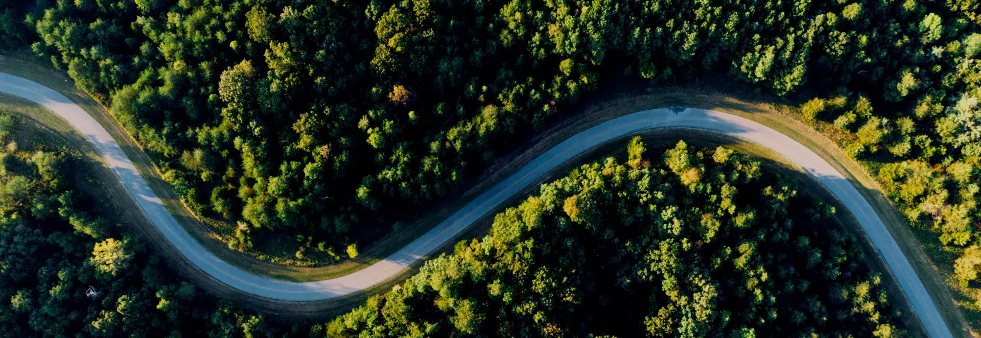 Winding road through a forest