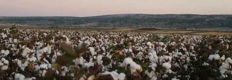 Cotton field © Better Cotton Initiative