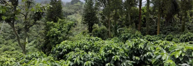 Guatemala coffee plantation © Rainforest Alliance