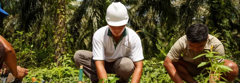 Natural pest control © Jonathan Perugia for Roundtable for Sustainable Palm Oil