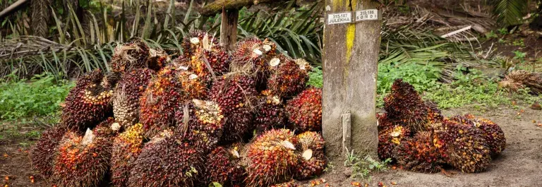 Harvested palm oil © Jonathan Perugia for Roundtable for Sustainable Palm Oil