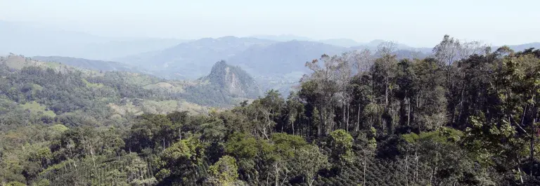 Coffee plantation seen from a drone in Nicaragua © Giuseppe Cipriani for UTZ