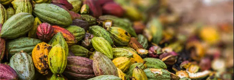 cocoa pods in a pile © Pierre-Yves Babelon, Adobe stock