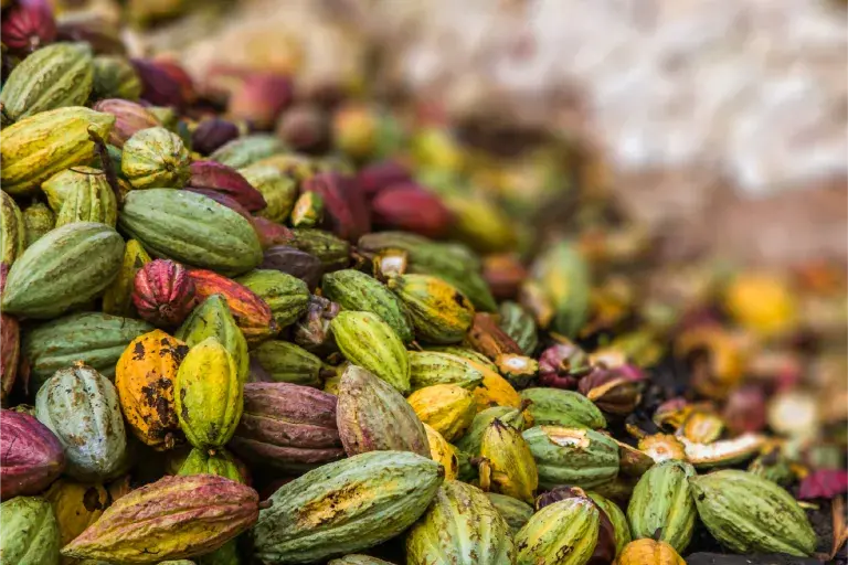 cocoa pods in a pile © Pierre-Yves Babelon, Adobe stock