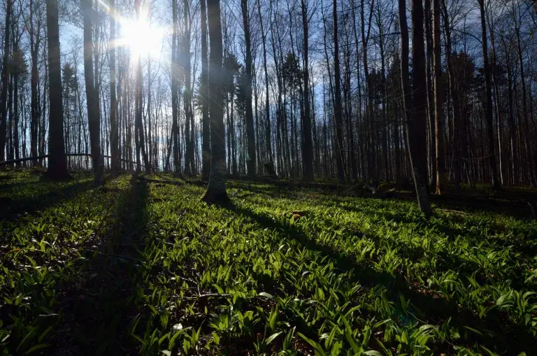 View of a forest