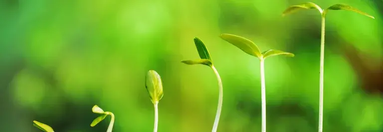 Green seedlings in six stages of growth