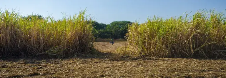 Walking through cane field © Joe Woodruff for Bonsucro