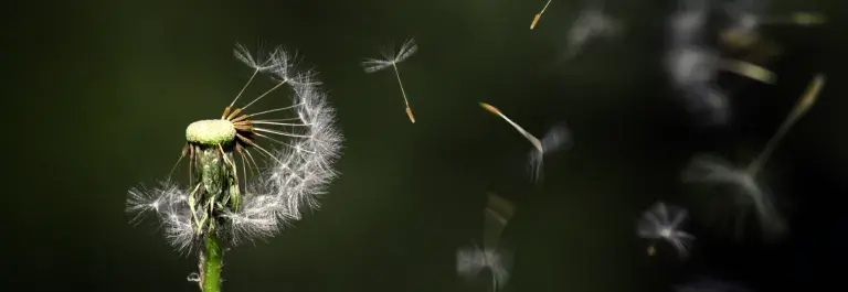 Dandelion with seeds blowing off 