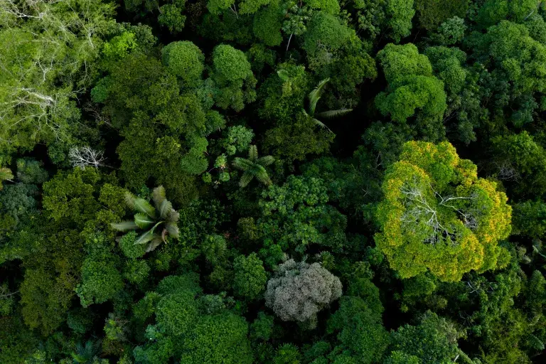 © Adobe stock_trees from above