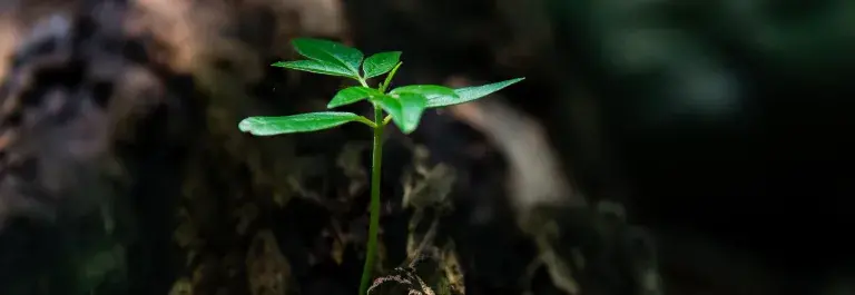 Sprouting leaf