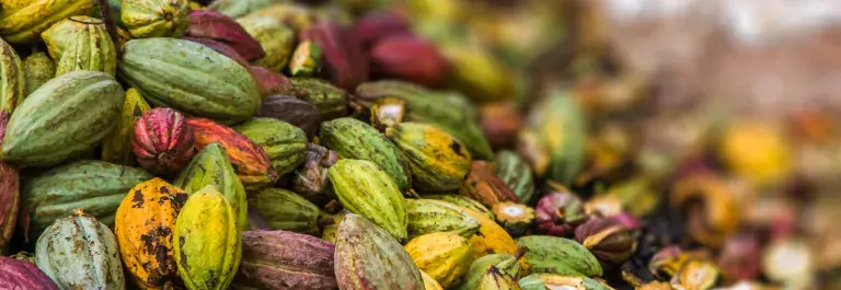 Cocoa pods