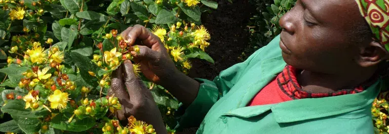 Close up of worker focused on picking yellow flowers in Kenya