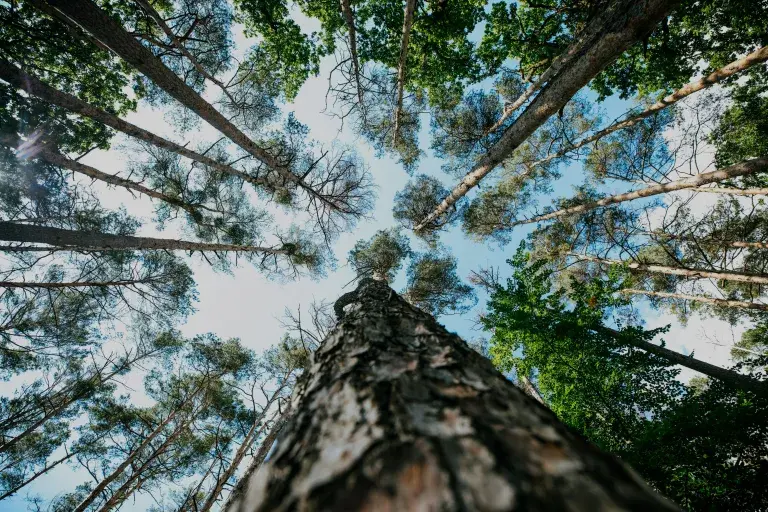 Photo looking up at tree canopy from the ground