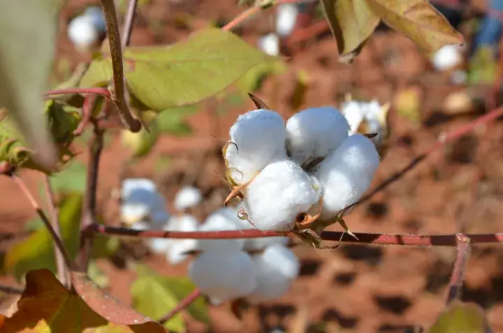 Cotton in Mozambique © Better Cotton Initiative