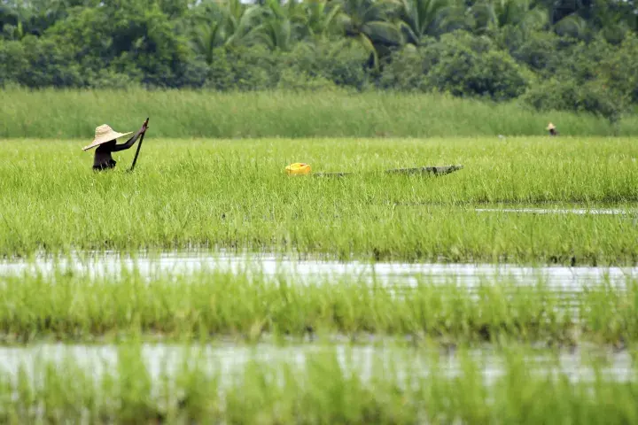 Boat crossing rice paddy © UEBT and SCBD