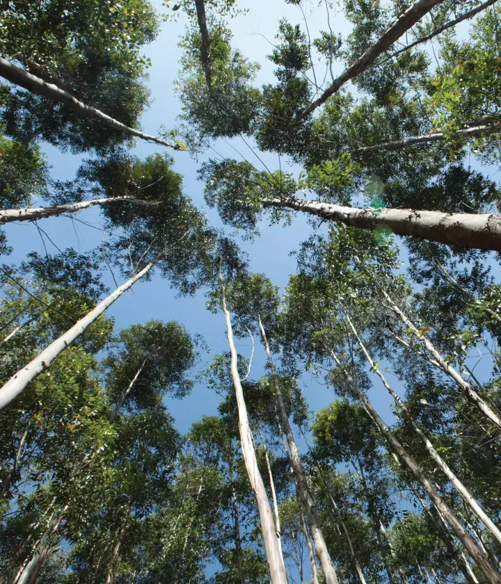 Tree cover, Kenya © Caroline Irby, Rainforest Alliance