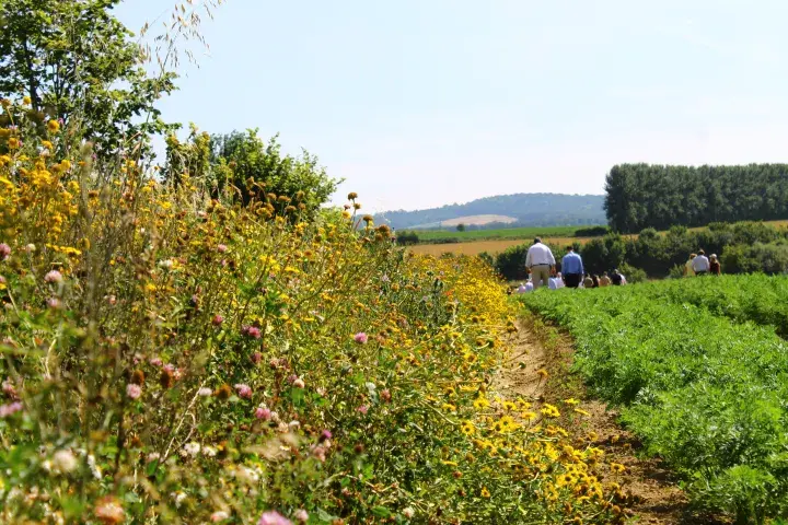 Frogmary Green farm in Somerset © LEAF (Linking Environment And Farming)