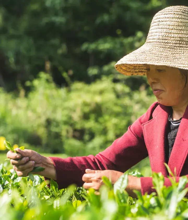 Lady picking tea