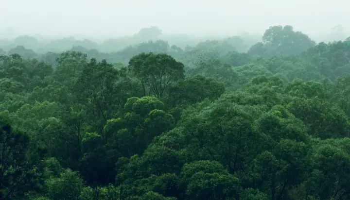 Deforestation action