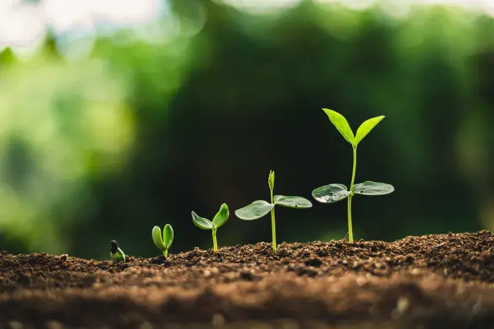 An image of small green shoots growing from soil.