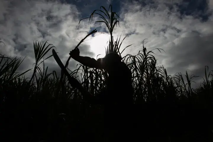 Fair Trade Certified Sugar, CORA, Paraguay © Fair Trade USA