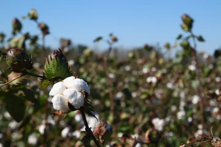 Cotton field on a sunny day © Better Cotton