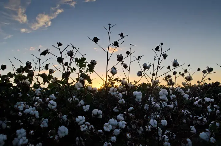 Cotton field, USA © BCI