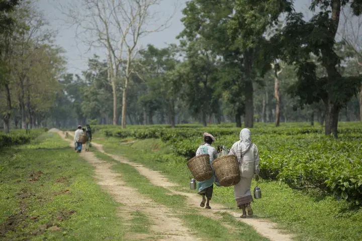 Fair Trade Certified Tea, Tonganagaon Tea Estate