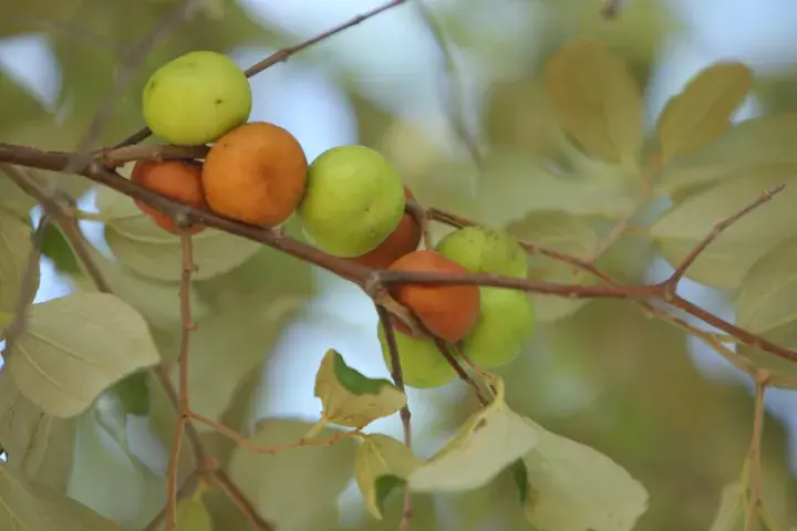  Fruit of Ziziphus mauritiana on a branch