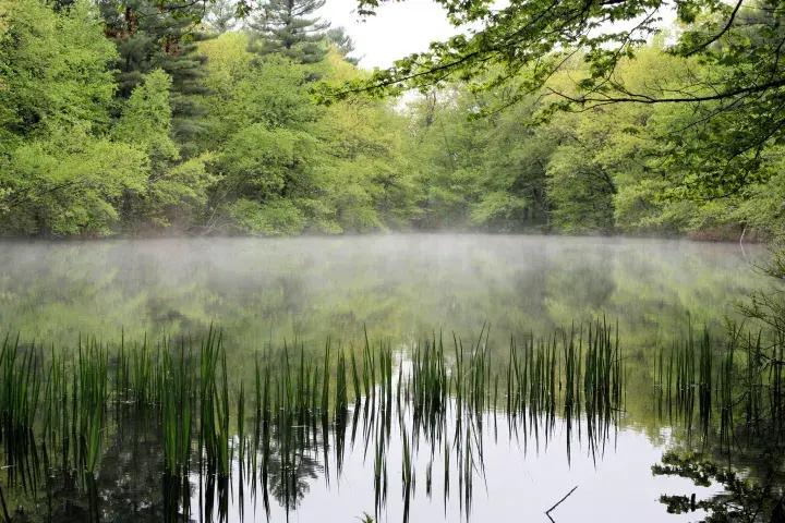 Mist on a Pond, Rainforest Alliance, Sue Bruce, 2007