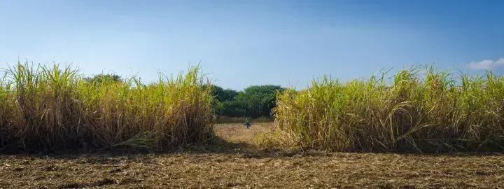 Walking through cane field © Joe Woodruff for Bonsucro