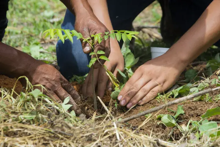 Reforesting Mexico © Rainforest Alliance